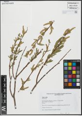 Foto von Salix alba L.